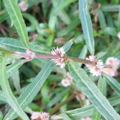 Alternanthera denticulata