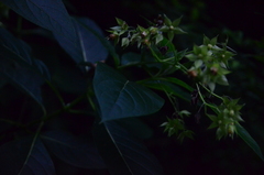 Trichodesma calycosum