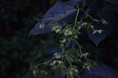 Trichodesma calycosum