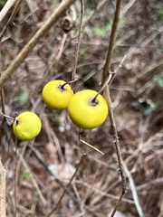 Solanum viarum