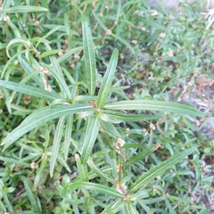 Alternanthera denticulata