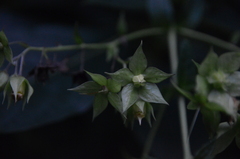 Trichodesma calycosum