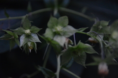 Trichodesma calycosum