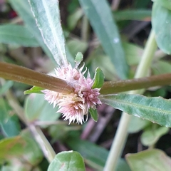 Alternanthera denticulata