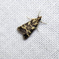 Scoparia spelaea