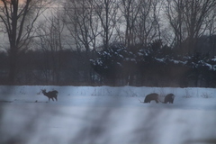 Cervus nippon yesoensis