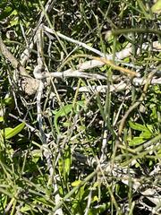 Chamaeleo chamaeleon