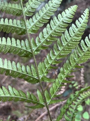 Dryopteris varia