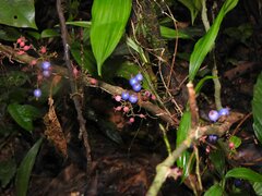 Miconia trichocalyx