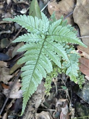 Dryopteris formosana