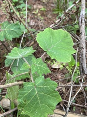 Solanum viarum