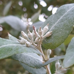 Eucalyptus cinerea