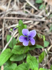 Viola philippica