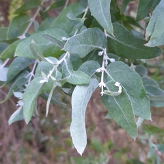 Eucalyptus cinerea