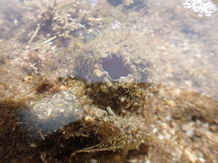 Pyura praeputialis