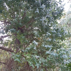 Eucalyptus cinerea