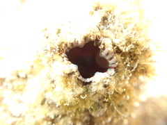 Pyura praeputialis