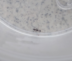 Theridiidae