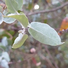 Eucalyptus cinerea