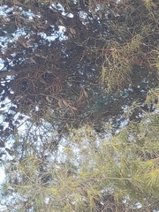Myiopsitta monachus