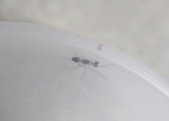 Theridiidae