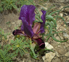 Iris paradoxa