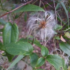 Clematis aristata