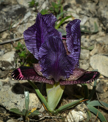 Iris paradoxa