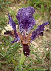 Iris paradoxa