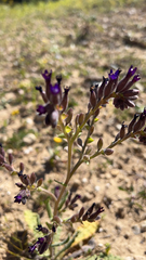 Anchusa undulata