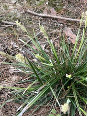 Carex breviculmis
