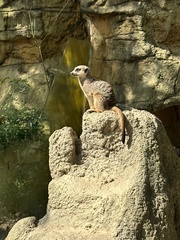 Suricata
