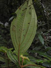 Miconia trichocalyx