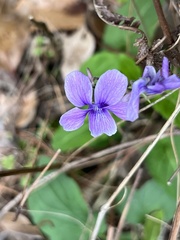 Viola philippica