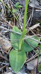 Ophrys fusca