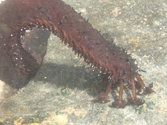 Holothuria leucospilota