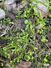Selaginella nipponica