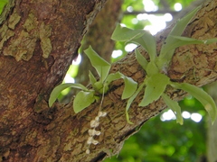Liparis elliptica