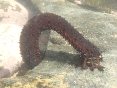 Holothuria leucospilota