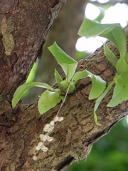 Liparis elliptica