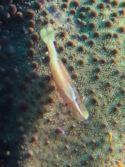 Zenopontonia soror