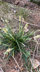 Carex breviculmis