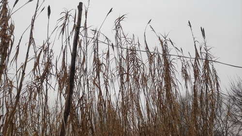giant reed