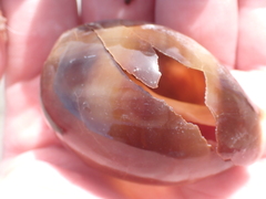Lyncina vitellus