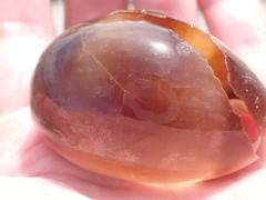 Lyncina vitellus