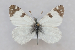 Euchloe tagis