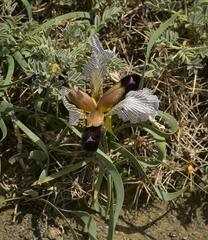 Iris paradoxa choschab