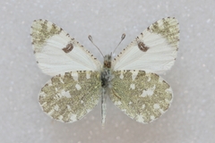 Euchloe tagis