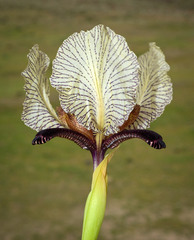 Iris paradoxa choschab