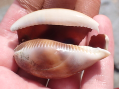 Lyncina vitellus